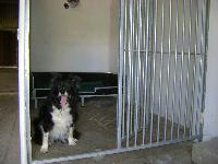 Kennels