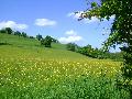 Buttercups on our lane in Kerry