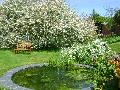 Pond in Blossom