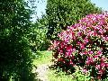 Rhododendrons are abundant in the gardens