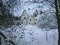 The Forest in the snow