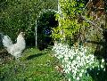 Chickens with snowdrops