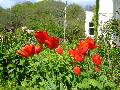 Tulips in the garden